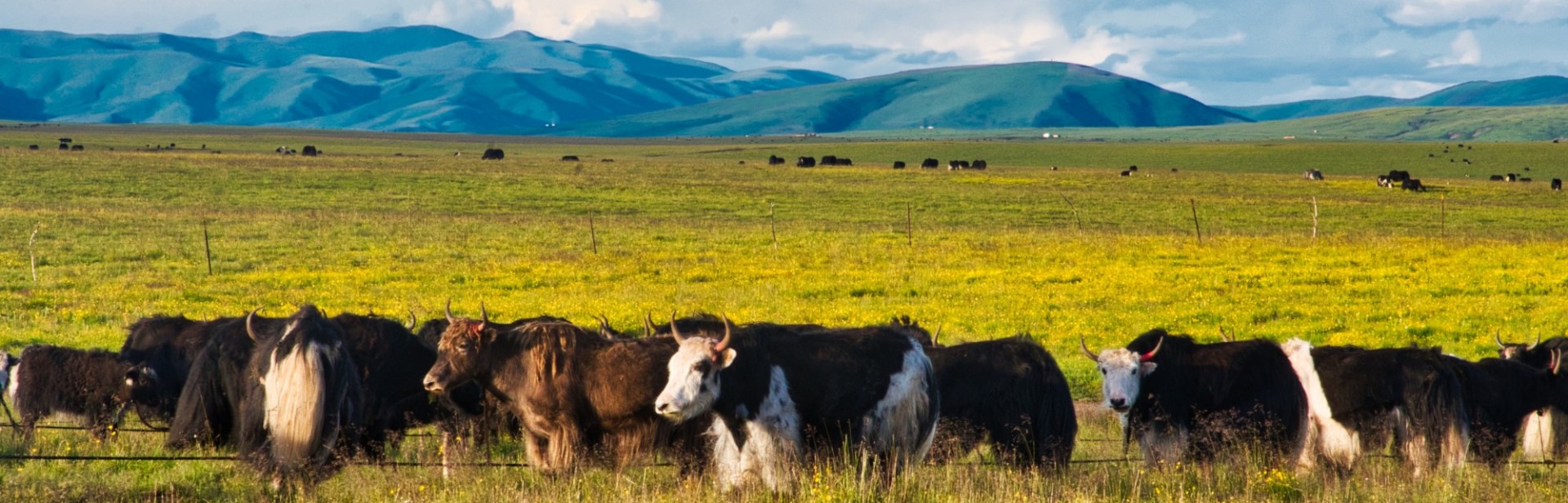 Milking yaks