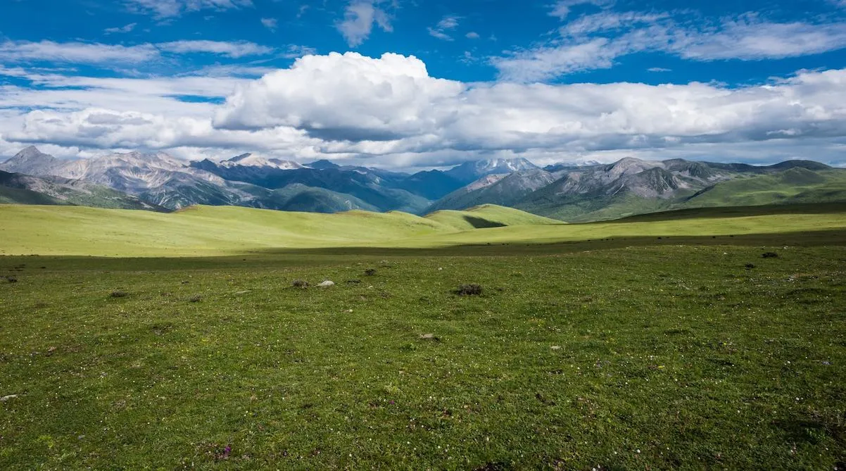summer pasture wide view